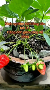 Combo 10 cây mô vỉ dâu NHẬT AKI - giống thân cao trái to siêu trái chịu nhiệt rất tốt