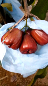 Bibit Jambu Dalhari okulasi jambu air dalhari cepat berbuah
