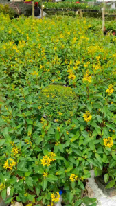 YELLOWbush flowering plantssssmakakakkaa seedling