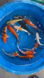 JAPAN KOI LOCAL BREED 6”-9” HIGH GRADE 12pcs COMBO RM1588 + FREE GIFTS !