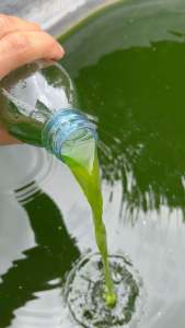 Rs522 หัวเชื้อน้ำเขียว น้ำเขียว หัวเชื้อน้ำเขียวคลอเรลล่า เขียวเร็ว เขียวนานไม่กลัวฝน