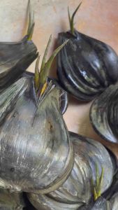 ( Mua 10 tặng 1) 10 cây giống dừa nước Bến Tre