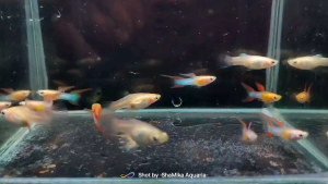 GUPPY READY BREEDING  BLONDE RED DOUBLE SWORD