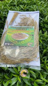 Seikat Padi Ketan Hitam Bulu / Benih Ketan Hitam Bulu