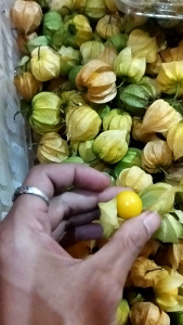 Buah ciplukan/golden berry fresh 100gr obat herbal