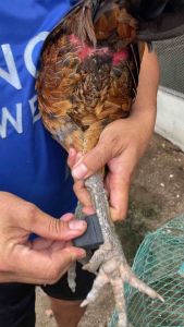 ยางสวมตอไก่ เกรดA