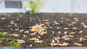 Aquatic Soil for Plant&Shrimp(Youmeshrimp Commonly Used For Caridina Shrimp Breeding Soil)