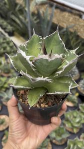 Agave titanota fo-076 ไม้ในกระถาง 4นิ้ว เป็นอากาเว่ที่เลี้ยงง่าย ทนแดด ทนฝน ยิ่งโต ยิ่งสวย