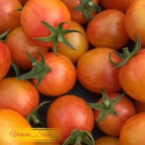[Virladia Seeds] Biji Benih tanaman Tomat Pink Bumble Bee
