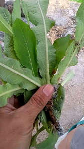 Daun tempuyung 1 pohon