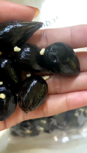 BIBIT BENIH SAWIT PPKS MEDAN ORIGINAL