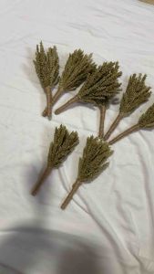 Dried trigo flower (plain)