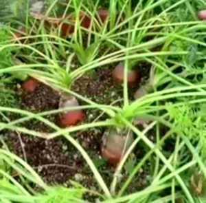 BIJI/BENIH TANAMAN WORTEL LOKAL