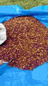 PINANG KERING iris netto 1kg