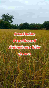 ข้าวกลีบเดียว (ข้าวหอมพม่า บรรจุถุงละ 5กก.)