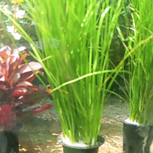 Valisneria Spiralis Natan dengan Media Net Pot