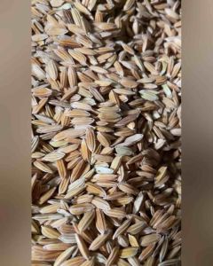 Benih Padi Ketan Putih Super Unggul 500 Gram
