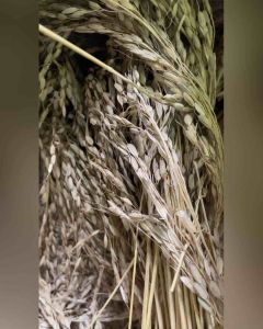 Benih Padi Ketan Hitam Perikat 250 Gram Isi Batang Banyak