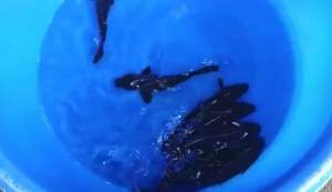 Genuine Japan Koi Black Chagoi 24-27cm from Dainichi Farm  ( good for business feng shui  有杀气 )