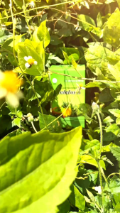 Terlaris Promo Kapsul Relefura Ramuan Herbal Alami 1 Botol isi 60 Kapsul 100% Bpom-Mengatasi Pegal linuAsam UratNyeri SendiRematik Encok Sakit Pinggang