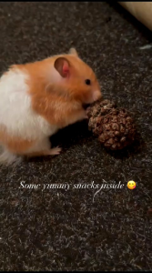 PINE CONE - MAINAN GIGITAN HAMSTER PINE CONE || PINE CONE DEKORASI RUMAH HAMSTER ALAMI