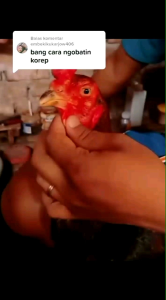 Albert Obat Korep Ayam Bangkok Ampuh Obat Kurap Ayam Korep Koreb Ayam Aduan Bangkok Albert Salep Ayam albert obat kurap ayam obat kurap ayam obat kurap ayam paling ampuh obat kurap ayam thailand lucky obat korep ayam bangkok ampuh albett obat kurap ayamm