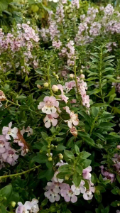 Forget Me Not"Big Bicolor Pink" กระถางใหญ่ 11 นิ้ว ต้นสวยและแข็งแรง (กทม)