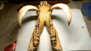 Đế gỗ gắn hàm heo treo tường phong thủy mạnh mẽ.