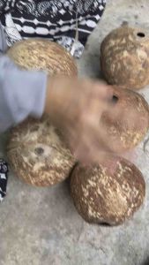 กะลามะพร้าวแห้งแบบเต็มลูกไม่มีเนื้อ (ยังไม่ขัดผิว)ใช้ทำงานประดิษฐ์ต่างๆ