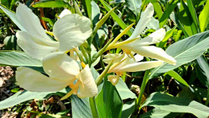 หน่อพุทธรักษาสีขาว