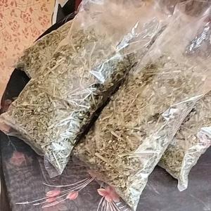 Herbal Alami Sembelit Sulit BAB Daun Katemas Kering