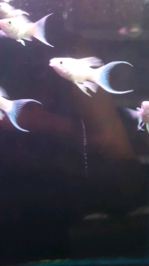 Platinum Balloon Lyretail Molly/Ornamental fish/Freshwater/Readystock