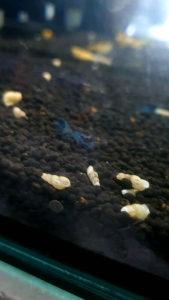 Blue Dream Shrimp/Neocaridina/Ornamental fish/Freshwater/Readystock