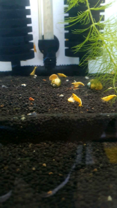 Yellow Goldenback Shrimp/Neocaridina/Ornamental fish/Freshwater/Readystock