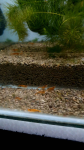 Sunkist Orange Shrimp/Neo-Caridina/Ornamental fish/Freshwater/Readystock