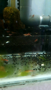 Red Sakura Shrimp/Neo Caridina /Ornamental fish/Freshwater/Readystock