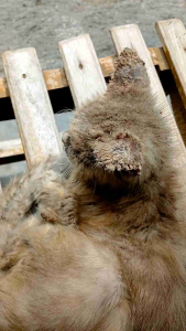 Obat Jamur Kucing Anti Jamuran Scabies Berjamur Luka Sakit Mata Kitten Dewasa Samfit Sam Fit Luar