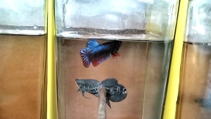 ปลากัด A22 1.1-1.4 เนื้อหนังดี ใจยาว ชั้นเชิงดี