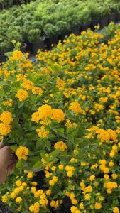 ผกากรองเลมอน" คือต้นผกากรองสายพันธุ์ใหม่ที่มีชื่อว่า Lemon Marigold (เลมอนมาริโกลด์) หรืออีกชื่อคือ ผกากรองเหลืองเลม่อน เป็นไม้พุ่มขนาดเล็ก ดอกมีสีเหลืองสดและมีกลิ่นหอมทั้งดอกและใบ. ต้นชนิดนี้ทนแล้งได้ดีและให้กลิ่นหอมที่ช่วยให้รู้สึกผ่อนคลาย เหมาะสำหรับปล