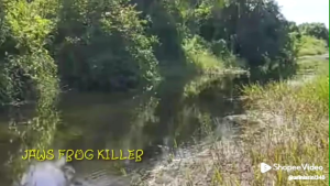UMPAN CASTING GABUS-NEW JAWS FROG 2014