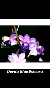 Anggrek Doritis Blue Dewasa Siap Berbunga: Pulcherrima Biru Species Koleksi Cantik Unik Orchids Anggrek Bulan Mini