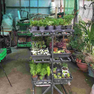 Cây Hoàng Kim Mini – Cây Terrarium Paludarium Bể Bán Cạn Tiểu Cảnh