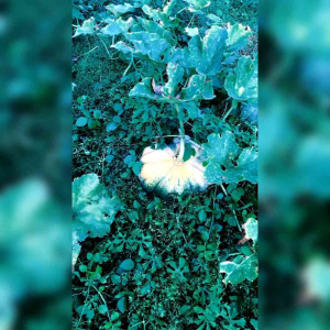 8 BIJI BENIH LABU WALUH BESAR SAMINA F1