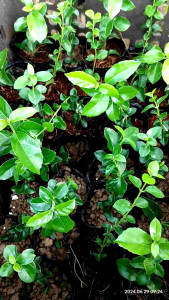 cây giống sam hương làm bonsai mini