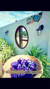 ดอกอัญชันตากแห้ง