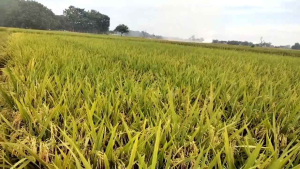 BENIH KETAN GRENDEL 2 KG SUPER UNGGUL