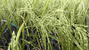 BENIH PADI PUTIH GRENDEL 1 KG SUPER UNGGUL