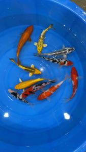 JAPAN KOI LOCAL BREED PREMIUM GRADE 5/6”sizes  11pcs COMBO at 1188 OFFER  + shipping 50 + FREE GIFTS