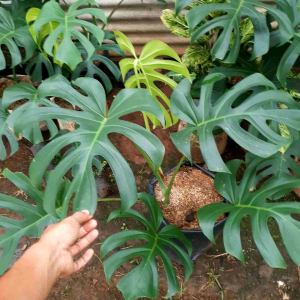 Tanaman Monstera Hias Deliciosa King: Panduan Lengkap
