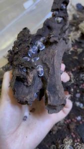 Isopod Cubaris sp. Cappuccino x 8 pieces